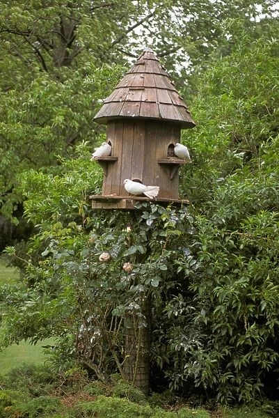 Dovecote with white doves in garden, Surrey, England, summer