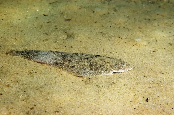 Framed Print : Dover Sole (Solea solea) adult, resting on sandy seabed, Studland Bay, Isle of Purbeck, Dorset, England, August