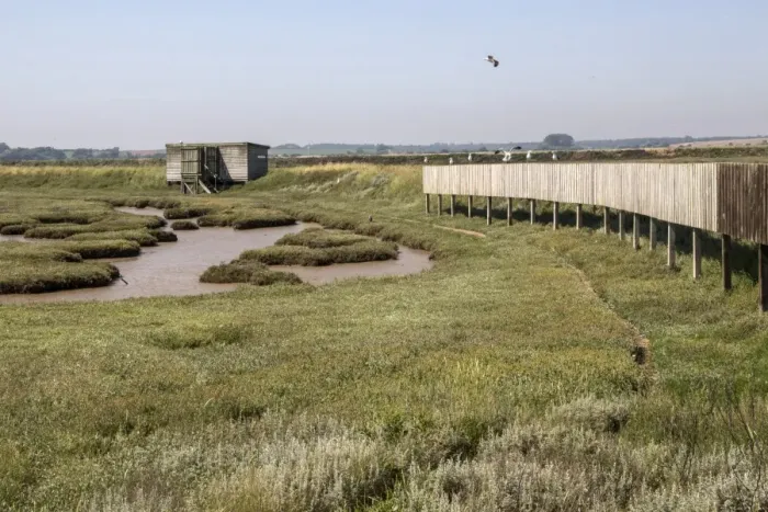 Framed Print : Doveys Hide on Havergate Island, Suffolk. Some Lr Black backed Gulls on screen which stops birds on the Marsh see Framed Print : Doveys Hide on Havergate Island, Suffolk. Some Lr Black backed Gulls on screen which stops birds on the Marsh see