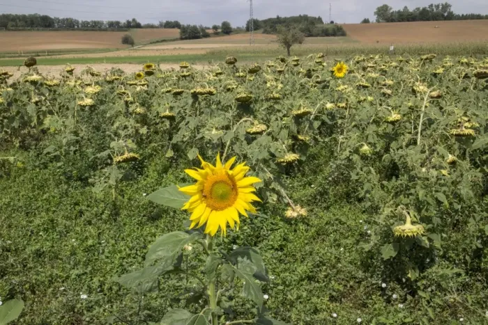 Framed Print : Downward facing over ripe sunflowers heads, together with two fresh flowers. In Italian farm field