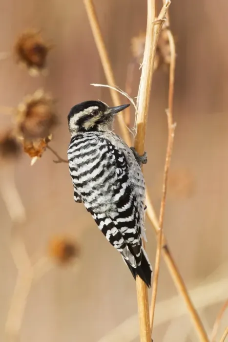 Framed Print : Downy Woodpecker (Picoides pubescens) adult female, foraging on stems, Bosque del Apache National Wildlife Refuge, New Mexico, U. S. A. december