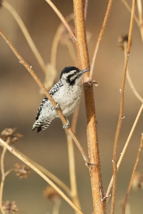 Framed Print : Downy Woodpecker (Picoides pubescens) adult female, foraging on stems, Bosque del Apache National Wildlife Refuge, New Mexico, U. S. A. december Framed Print : Downy Woodpecker (Picoides pubescens) adult female, foraging on stems, Bosque del Apache National Wildlife Refuge, New Mexico, U. S. A. december