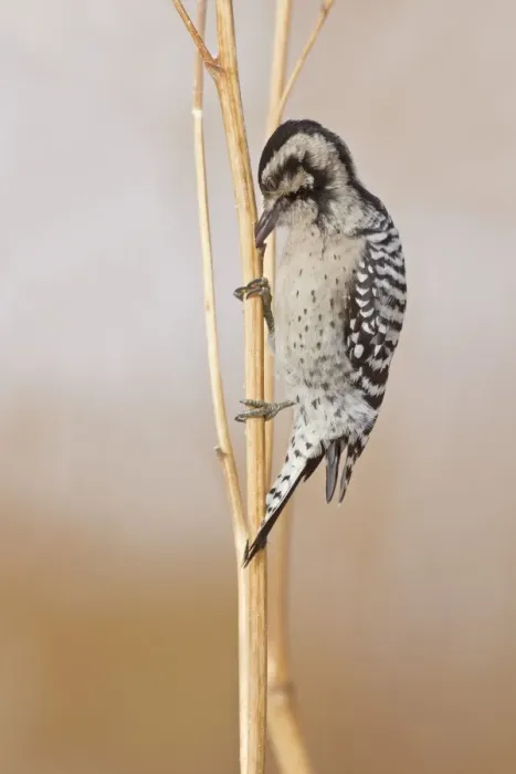 Framed Print : Downy Woodpecker (Picoides pubescens) adult female, foraging on stems, Bosque del Apache National Wildlife Refuge Framed Print : Downy Woodpecker (Picoides pubescens) adult female, foraging on stems, Bosque del Apache National Wildlife Refuge