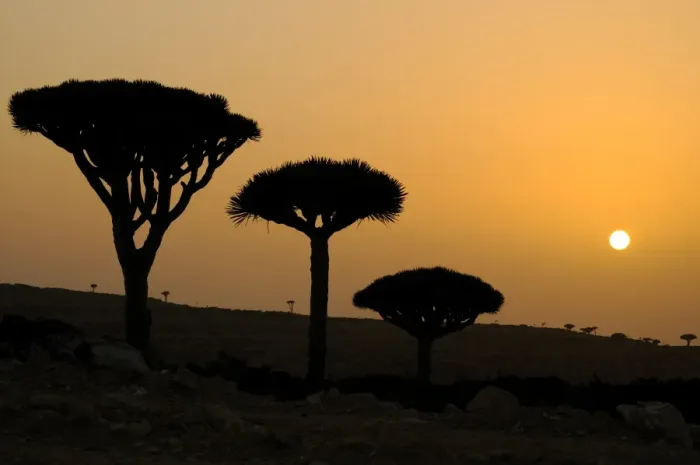 Framed Print : Dragon-blood Tree (Dracaena cinnabari) habit, silhouetted at sunset, Socotra, Yemen, april Framed Print : Dragon-blood Tree (Dracaena cinnabari) habit, silhouetted at sunset, Socotra, Yemen, april