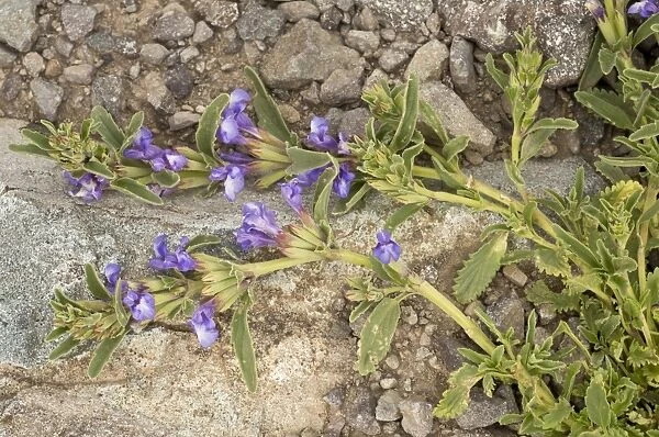 Dragon Head (Lallemantia canescens) flowering, at 3000m, Pontic Mountains, Anatolia, Turkey, July