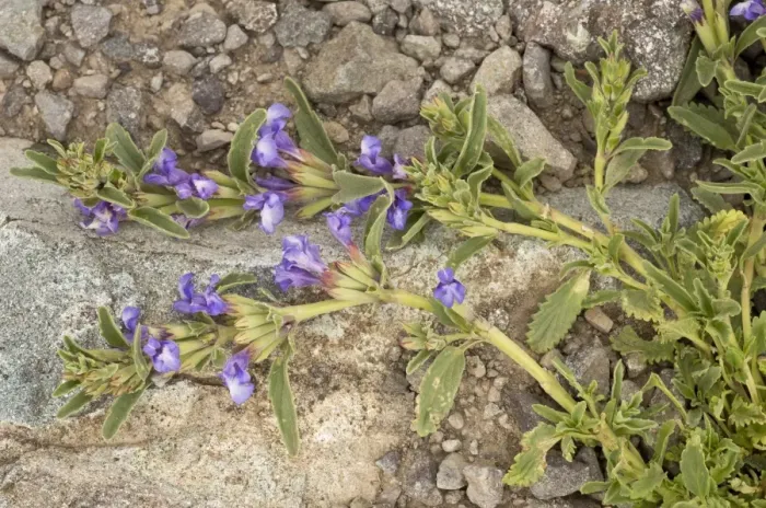 Framed Print : Dragon Head (Lallemantia canescens) flowering, at 3000m, Pontic Mountains, Anatolia, Turkey, July Framed Print : Dragon Head (Lallemantia canescens) flowering, at 3000m, Pontic Mountains, Anatolia, Turkey, July