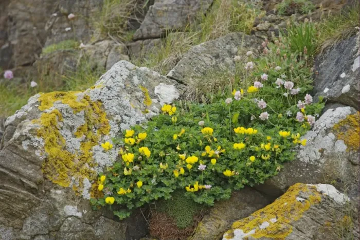 Framed Print : Dragon's-teeth (Tetragonolobus maritimus) flowering, growing on coastal cliff edge, Orkney, Scotland, june