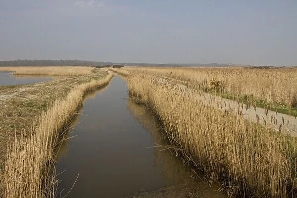 A drainage dyke lined with common reed at RSPB Minsmere looking north to Dunwich by the scrape walk