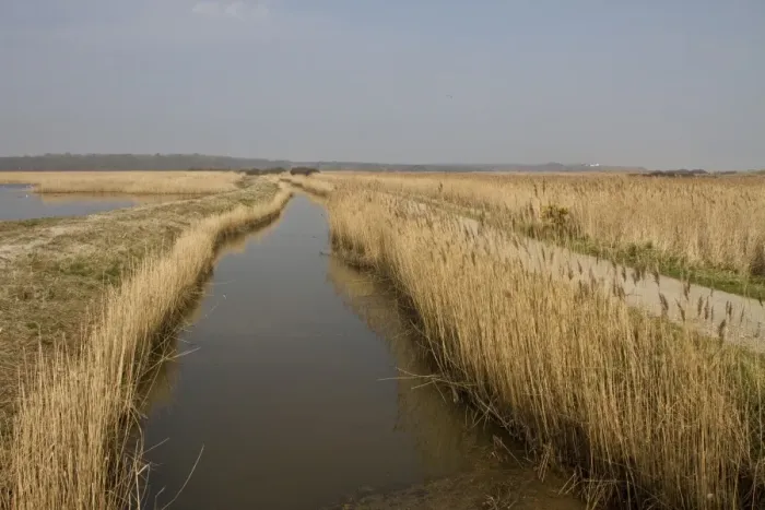 Framed Print : A drainage dyke lined with common reed at RSPB Minsmere looking north to Dunwich by the scrape walk Framed Print : A drainage dyke lined with common reed at RSPB Minsmere looking north to Dunwich by the scrape walk