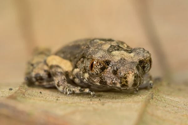 Drings Slender Litter Frog (Leptolalax dringi) juvenile, resting on dry leaf on rainforest floor, Malaysian Borneo