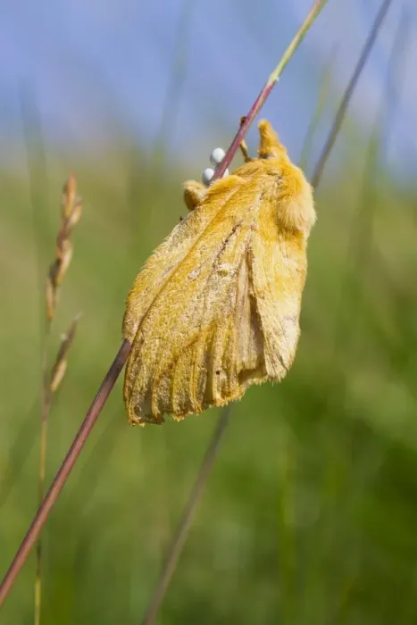 Framed Print : Drinker Moth (Euthrix potatoria) adult female, laying eggs on grass stem, Ceredigion, Wales, July