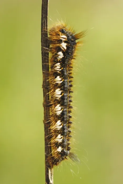 Framed Print : Drinker Moth (Euthrix potatoria) caterpillar, on stem in coastal sand dune system, Pembrey Country Park