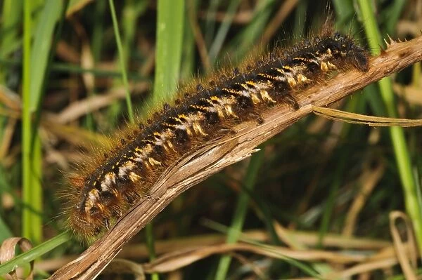Drinker Moth (Euthrix potatoria) caterpillar, on dead bramble stem, Priory Water Nature Reserve, Leicestershire