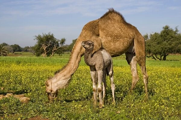 Dromedary Camel (Camelus dromedarius) adult female with young, feeding, standing amongst wildflowers, near Essaouira, Morocco, february