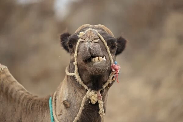 Dromedary Camel (Camelus dromedarius) adult, close-up of head, wearing bridle, Morocco, November