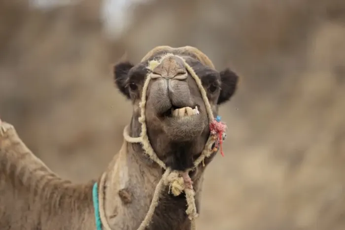 Framed Print : Dromedary Camel (Camelus dromedarius) adult, close-up of head, wearing bridle, Morocco, November Framed Print : Dromedary Camel (Camelus dromedarius) adult, close-up of head, wearing bridle, Morocco, November