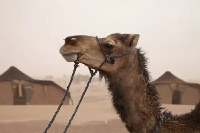 Framed Print : Dromedary Camel (Camelus dromedarius) adult, close-up of head, at Berber tent camp in desert, Sahara, Morocco, may Framed Print : Dromedary Camel (Camelus dromedarius) adult, close-up of head, at Berber tent camp in desert, Sahara, Morocco, may