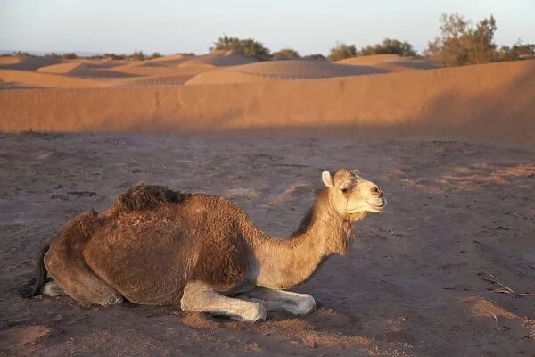 Dromedary Camel (Camelus dromedarius) adult, resting on desert sand dune at dawn, Sahara, Morocco, may