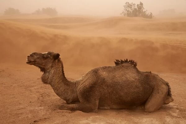 Dromedary Camel (Camelus dromedarius) adult, resting on desert sand dune during sandstorm, Sahara, Morocco, may