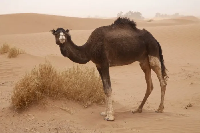 Framed Print : Dromedary Camel (Camelus dromedarius) adult, standing on desert sand dune, Sahara, Morocco, may Framed Print : Dromedary Camel (Camelus dromedarius) adult, standing on desert sand dune, Sahara, Morocco, may