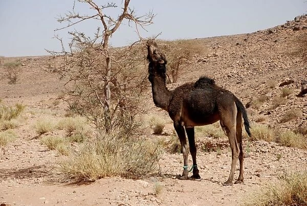 Dromedary Camel (Camelus dromedarius) adult, with hobbled front legs, feeding on tree leaves, near Zagora