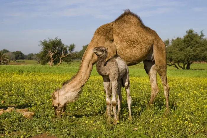 Framed Print : Dromedary Camel (Camelus dromedarius) adult female with young, feeding, standing amongst wildflowers, near Essaouira, Morocco, february Framed Print : Dromedary Camel (Camelus dromedarius) adult female with young, feeding, standing amongst wildflowers, near Essaouira, Morocco, february