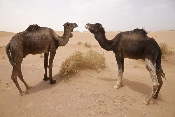 Dromedary Camel (Camelus dromedarius) two adults, standing on desert sand dune, Sahara, Morocco, may