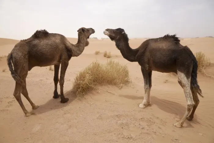 Framed Print : Dromedary Camel (Camelus dromedarius) two adults, standing on desert sand dune, Sahara, Morocco, may Framed Print : Dromedary Camel (Camelus dromedarius) two adults, standing on desert sand dune, Sahara, Morocco, may