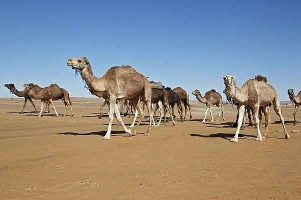 Dromedary Camel (Camelus dromedarius) adults, herd walking in desert, Erg Chebbi, Morocco, february