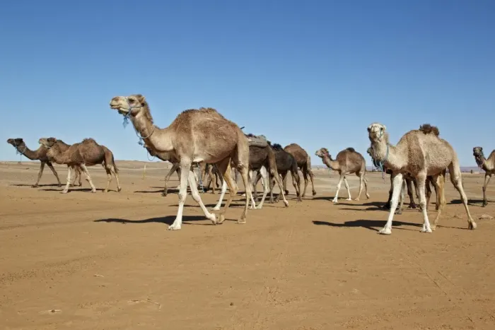 Framed Print : Dromedary Camel (Camelus dromedarius) adults, herd walking in desert, Erg Chebbi, Morocco, february Framed Print : Dromedary Camel (Camelus dromedarius) adults, herd walking in desert, Erg Chebbi, Morocco, february