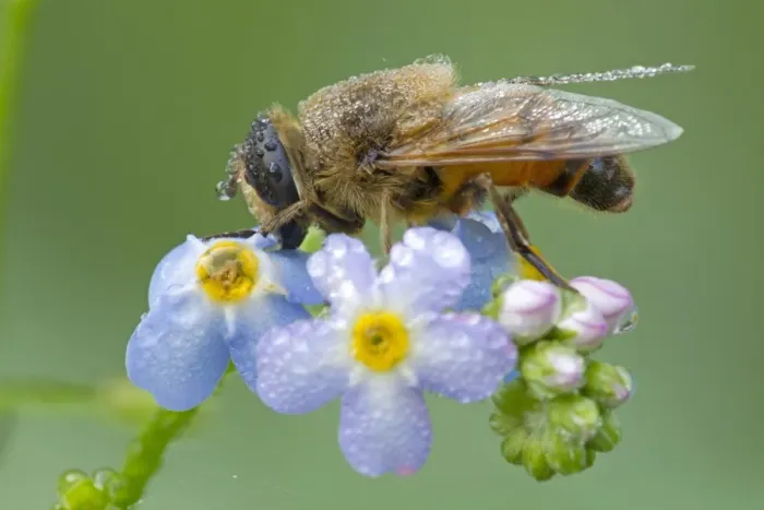 Framed Print : Drone fly (Eristalis nemorum) adult, resting on forget-me-not flowers covered in raindrops, River Whiteadder Framed Print : Drone fly (Eristalis nemorum) adult, resting on forget-me-not flowers covered in raindrops, River Whiteadder