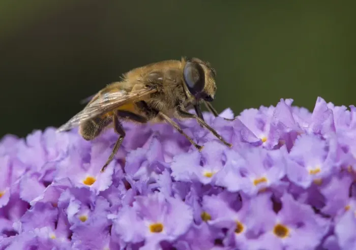Framed Print : Drone Fly (Eristalis tenax) adult, feeding on Buddleia (Buddleja sp. ) flower in garden, Chipping, Lancashire, England Framed Print : Drone Fly (Eristalis tenax) adult, feeding on Buddleia (Buddleja sp. ) flower in garden, Chipping, Lancashire, England