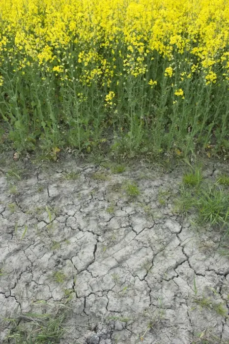 Framed Print : Drought, cracked soil at edge of Oilseed Rape (Brassica napus) crop, flowering in field, Sweden, May Framed Print : Drought, cracked soil at edge of Oilseed Rape (Brassica napus) crop, flowering in field, Sweden, May