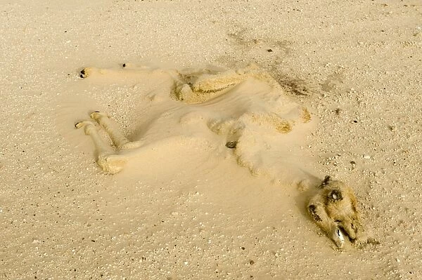 dry long dead dromedary camel calf carcass half buried by sand in the desert, Abu Dhabi, United Arab Emirates, April