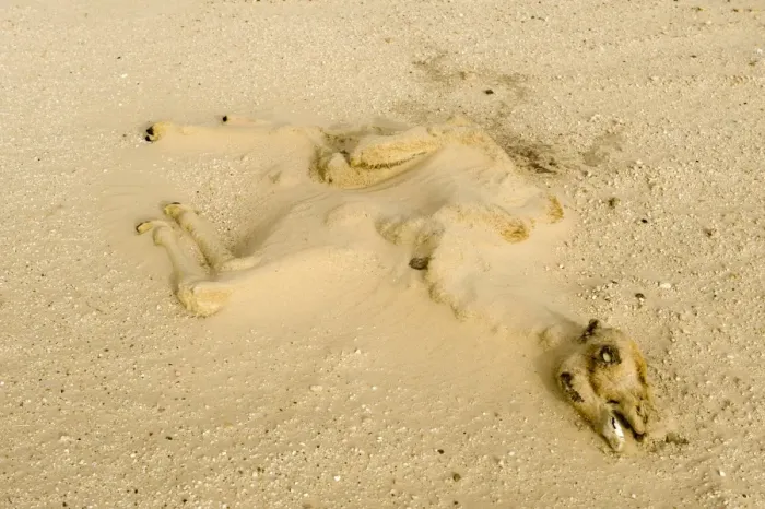 Framed Print : dry long dead dromedary camel calf carcass half buried by sand in the desert, Abu Dhabi, United Arab Emirates, April Framed Print : dry long dead dromedary camel calf carcass half buried by sand in the desert, Abu Dhabi, United Arab Emirates, April