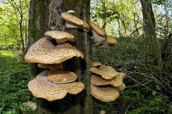 Dryads Saddle (Polyporus squamosus) fruiting bodies, growing on standing dead wood, Hale, Cumbria, England, May