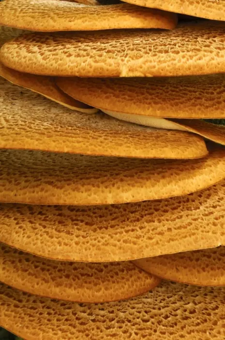 Framed Print : Dryads Saddle (Polyporus squamosus) close-up of fruiting bodies, in deciduous woodland, Derbyshire, England Framed Print : Dryads Saddle (Polyporus squamosus) close-up of fruiting bodies, in deciduous woodland, Derbyshire, England