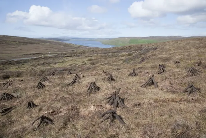 Framed Print : Drying firewood on moorland, Olna Firth, Mainland, Shetland Islands, Scotland, June Framed Print : Drying firewood on moorland, Olna Firth, Mainland, Shetland Islands, Scotland, June