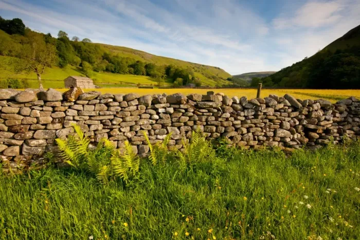 Framed Print : Drystone wall at edge of wildflower meadow, Muker, Swaledale, Yorkshire Dales N. P. North Yorkshire, England, june