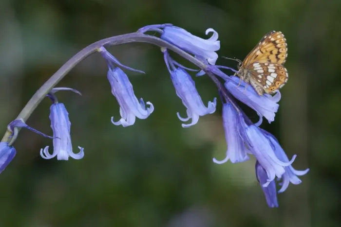 Framed Print : Duke of Burgundy (Hamearis lucina) adult, resting on Bluebell (Hyacinthoides non-scripta) flowers, England, april