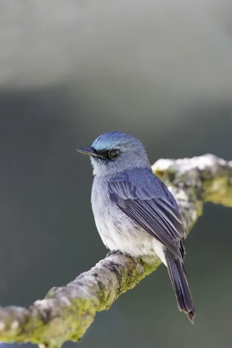 Framed Print : Dull-blue Flycatcher (Eumyias sordida) adult, perched on twig, Horton Plains N. P. Sri Lanka, February