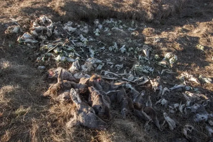 Framed Print : A dump for red deer remains, mainly heads which are removed after the animal has been shot Framed Print : A dump for red deer remains, mainly heads which are removed after the animal has been shot