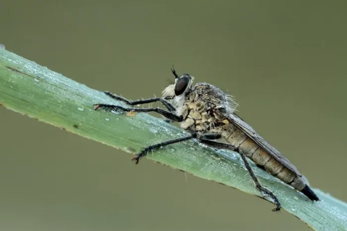 Framed Print : Dune Robber Fly (Philonicus albiceps) adult, covered with dew, resting on reed leaf, Suffolk, England, july Framed Print : Dune Robber Fly (Philonicus albiceps) adult, covered with dew, resting on reed leaf, Suffolk, England, july