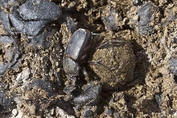 Dung beetle making a dung ball to roll away and bury with an egg inside