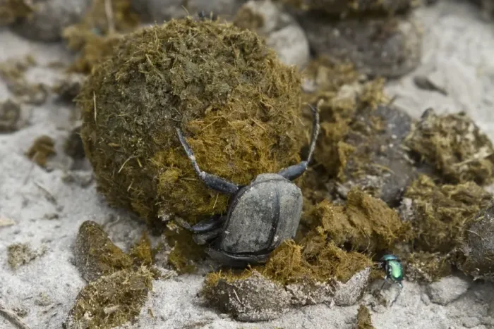 Framed Print : Dung beetle making a dung ball to roll away and bury with an egg inside Framed Print : Dung beetle making a dung ball to roll away and bury with an egg inside