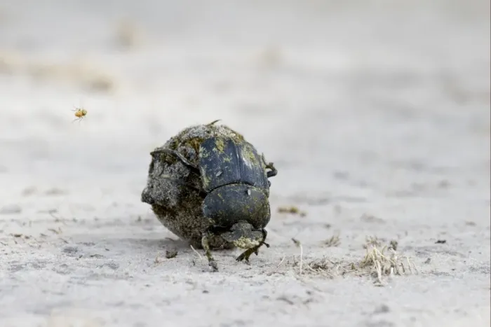 Framed Print : Dung Beetle (Scarabaeidae sp. ) adult, rolling ball of dung, with fly in flight, Okavango Delta, Botswana Framed Print : Dung Beetle (Scarabaeidae sp. ) adult, rolling ball of dung, with fly in flight, Okavango Delta, Botswana