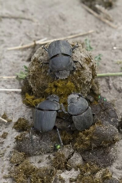 Dung beetles on dung making a ball to roll away and bury with their egg inside