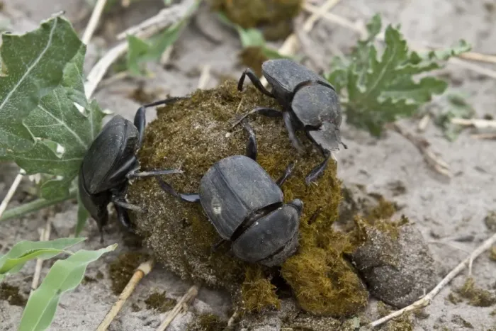 Framed Print : Dung beetles on dung making a ball to roll away and bury with their egg inside