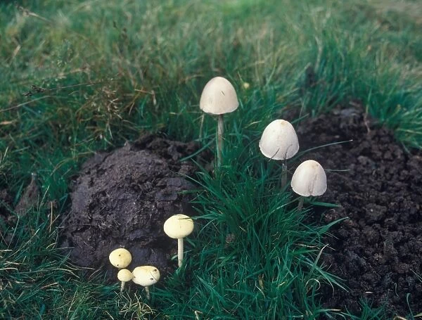 Dung Round-head (Stropharia semiglobata) and Panaeolus Semiovatus - on dung