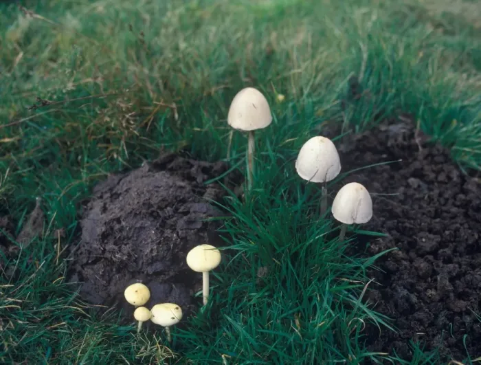 Framed Print : Dung Round-head (Stropharia semiglobata) and Panaeolus Semiovatus - on dung